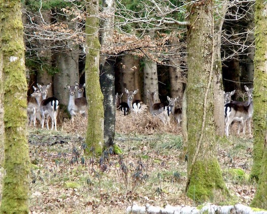 fallow deer